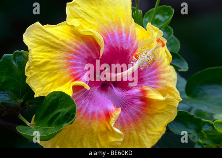 Close up of hybiscus fleur. Kauai, Hawaii. Banque D'Images