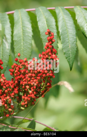 - Sumac Rhus glabra lisse, avec ses fruits écarlates d'éminents Banque D'Images