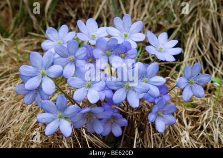 Kidneywort (Hepatica nobilis) Banque D'Images