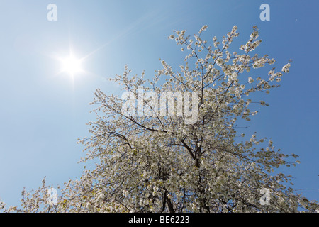 Blossoming cherry tree, région de Waldviertel, Basse Autriche, Autriche, Europe Banque D'Images