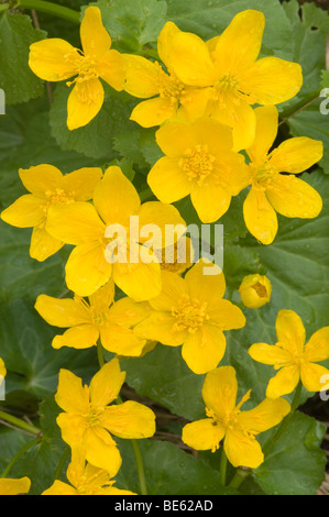 Kingcup (Caltha palustris) Banque D'Images