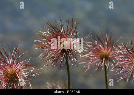 Pasqueflowers alpin (Pulsatilla Alpina) Banque D'Images