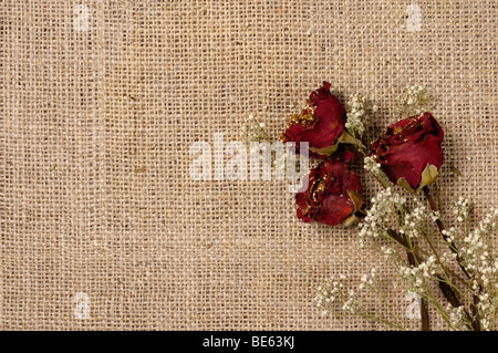 Trois roses rouges sur fond de toile flétrie Banque D'Images