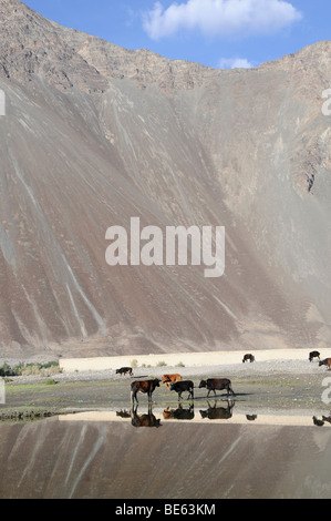 Oasis , Hundar, zone inondable du fleuves Shyok River en face de l'oasis, utilisées comme pâturages communaux, la Vallée de Nubra, Ladakh Banque D'Images