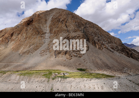 Oasis à l'affluent de la rivière près du Kardung fleuves Shyok passer dans la vallée de Nubra, culture de l'orge à environ 4000m, Ladakh, Banque D'Images