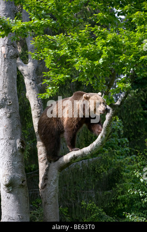 Ours brun (Ursus arctos) dans un arbre, dans un espace clôturé dans le Parc National de la forêt bavaroise, Bavaria, Germany, Europe Banque D'Images