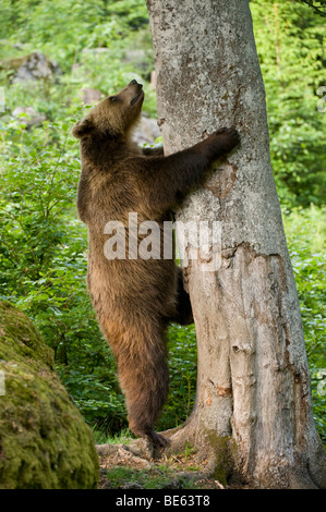 Ours brun (Ursus arctos) escalade un arbre, dans un espace clôturé dans le Parc National de la forêt bavaroise, Bavaria, Germany, Europe Banque D'Images