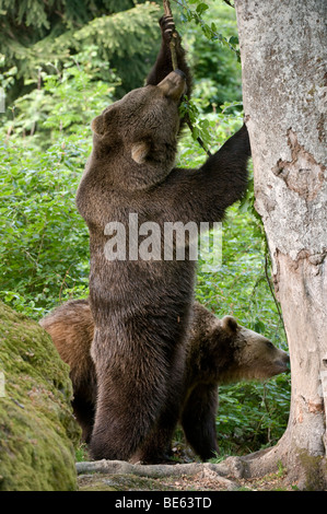 Ours brun (Ursus arctos) escalade un arbre, dans un espace clôturé dans le Parc National de la forêt bavaroise, Bavaria, Germany, Europe Banque D'Images