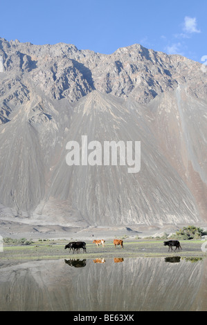 Oasis , Hundar, zone inondable du fleuves Shyok River en face de l'oasis, utilisées comme pâturages communaux, la Vallée de Nubra, Ladakh Banque D'Images