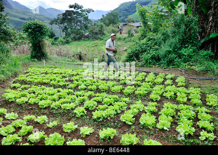 Domaine de laitue, de l'agriculture biologique, Rio de Janeiro, Brésil, Amérique du Sud Banque D'Images