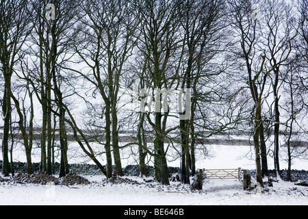 Une rangée d'arbres dans la neige à foin Persil près de Hatrington dans le Peak District, dans le Derbyshire Banque D'Images