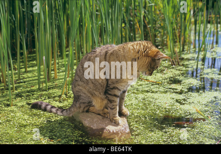 Chat domestique - assis sur une pierre dans un étang - l'observation d'un poisson rouge Banque D'Images