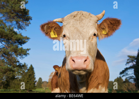 Sur un pâturage de vaches laitières en Haute-bavière, Bavaria, Germany, Europe Banque D'Images