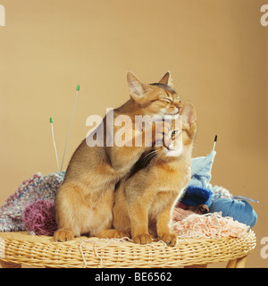 Deux Chats abyssins - smooching Banque D'Images