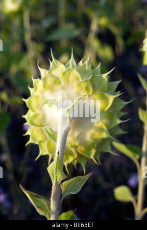 Un tournesol dans un champ dans les régions rurales de l'Ombrie Banque D'Images