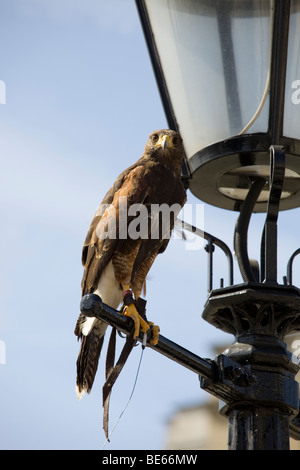 Photographie d'un Kestrel perché sur un lampadaire de Trafalgar Square Banque D'Images