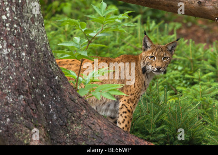 Lynx (Felis lynx, Lynx lynx) debout derrière un arbre. Banque D'Images