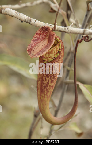 La sarracénie pourpre (Nepenthes) dans le parc national de Bako près de Kuching, Sarawak, Bornéo, Malaisie, en Asie du sud-est Banque D'Images