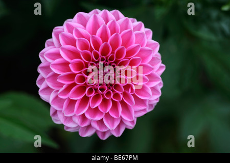 Fleur d'un pompon le dahlia (Dahlia hybrida) Banque D'Images