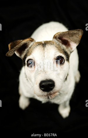 Parson Russell Terrier, portrait Banque D'Images