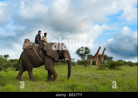 Safari à dos d'éléphant, girafe avec réserve Kapama Game, Parc National Kruger, Afrique du Sud Banque D'Images