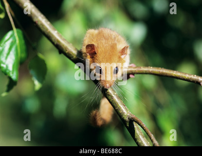 Hazel dormeuse sur Muscardinus avellanarius / rameau Banque D'Images