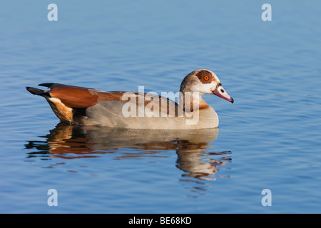 Egyptian goose (Alopochen aegyptiacus), natation. Banque D'Images