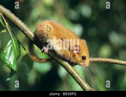 Hazel dormeuse sur Muscardinus avellanarius / rameau Banque D'Images