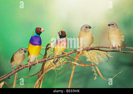 Les roselins Gouldian - Paire de pigeonneaux / chloebia gouldiae Banque D'Images