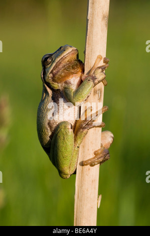 European Tree Frog (Hyla arborea) Banque D'Images