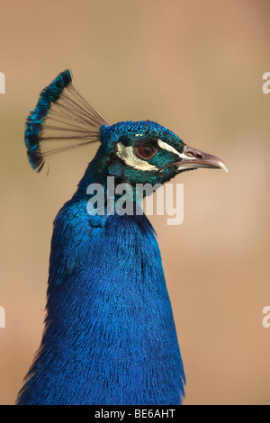Des Paons, paon indien (Pavo cristatus), Peacock, portrait. Banque D'Images