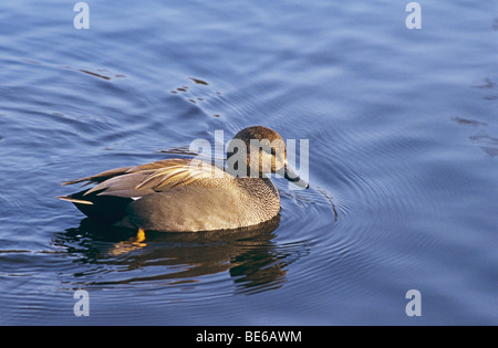 Canard chipeau - Anas strepera / natation Banque D'Images