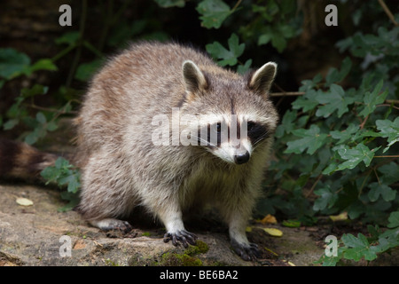 Le raton laveur (Procyon lotor), comité permanent. Banque D'Images