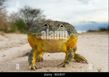 (Pyxicephalus adspersus bullfrog africaine), Central Kalahari, Botswana Banque D'Images