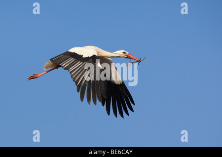 European Cigogne Blanche (Ciconia ciconia), les adultes en vol avec le matériel du nid dans son bec. Banque D'Images