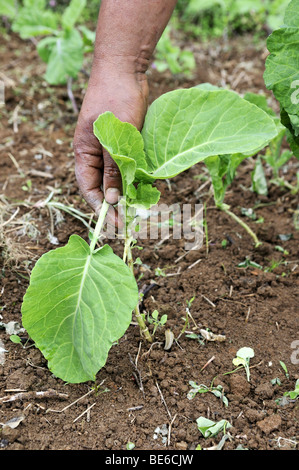 La récolte d'un chou, l'agriculture biologique, Petropolis, Rio de Janeiro, Brésil, Amérique du Sud Banque D'Images