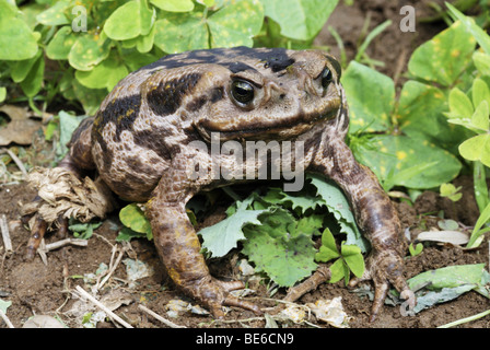 Aga (Bufo marinus) Banque D'Images