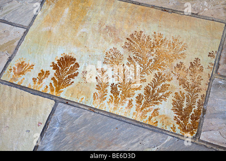 Plante fossile fougères dans jardin pavage en pierre calcaire UK Banque D'Images