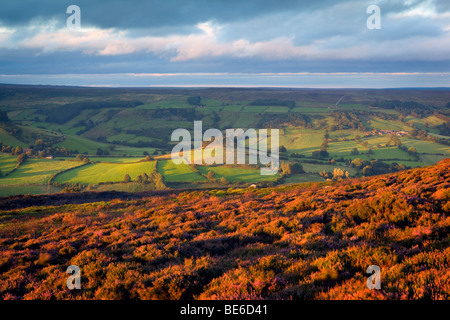 Lumière du soir sur Rosedale dans le North York Moors National Park, Angleterre Banque D'Images