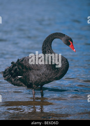 Cygne noir (Cygnus atratus). Adulte debout dans des eaux peu profondes Banque D'Images