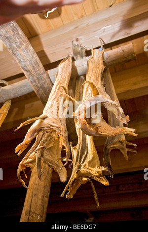 Bandes de morue séchée, connu sous le nom de stockfish, au Centre du patrimoine à Foldalbruket côtières, la Norvège. Banque D'Images