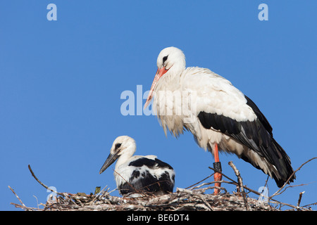 European Cigogne Blanche (Ciconia ciconia). Des profils avec chick sur son nid. Banque D'Images