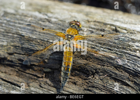 Four-spotted Chaser (Libellula quadrimaculata) peu après l'éclosion, le séchage lui-même sur le bois mort Banque D'Images