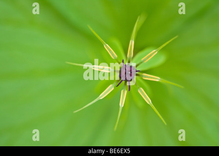 Fleur d'un Herb Paris ou vrai-Lover's Knot (Paris quadrifolia) Banque D'Images