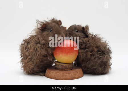 2 cobayes Texel, de chocolat, de 2 mois et un mois d'ancienneté, à côté d'une pomme rouge dans un stand Apple Banque D'Images