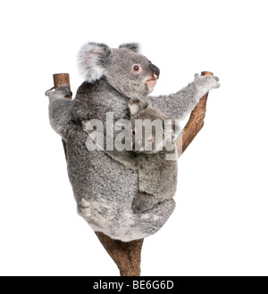 Ours Koala arbre d'escalade, 4 ans et 9 mois, Phascolarctos cinereus, in front of white background Banque D'Images
