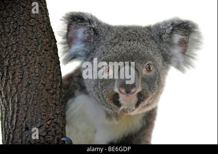 Gris cendre Koala (Phascolarctos cinereus), Queensland, Australie Banque D'Images