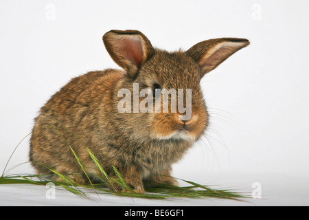 Les Jeunes lapins pet Banque D'Images