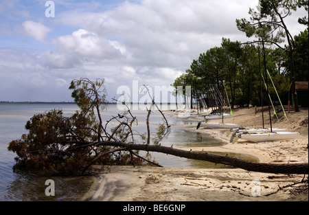 Un pin tombé par l'école de voile sur la plage au Lac De Carcans dans la région de l'océan Médoc de France près de Bordeaux Banque D'Images