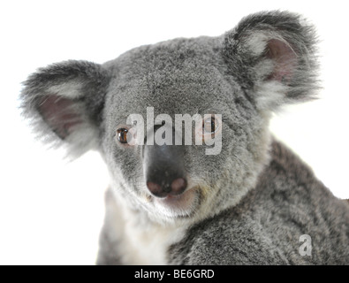 Gris cendre Koala (Phascolarctos cinereus), Queensland, Australie Banque D'Images